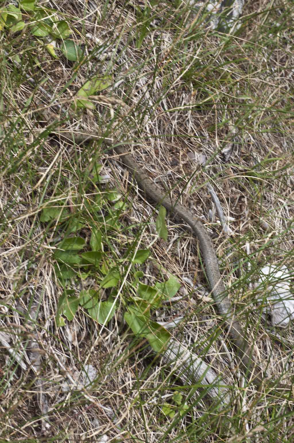 scatto rubato... coronella austriaca?